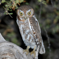 Elf Owl